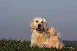 GOLDEN RETRIEVER 863